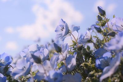 Low angle view of cherry blossoms against sky