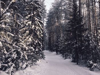 Snow covered pine trees in forest during winter