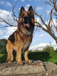 Dog looking away on field