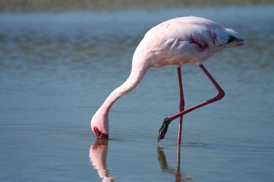 Bird drinking water in a lake