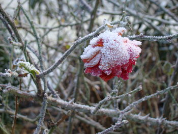 Close-up of frozen tree