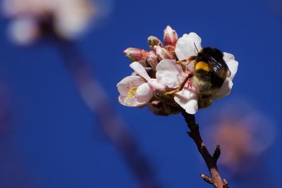 Close-up of fly on flower