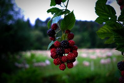 Close-up of red berries growing on tree