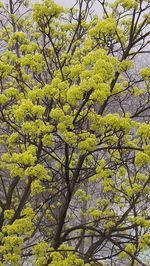 Low angle view of flowering tree against sky