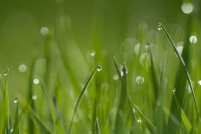 Close-up of raindrops on grass