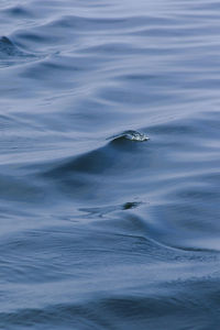 High angle view of swimming in sea