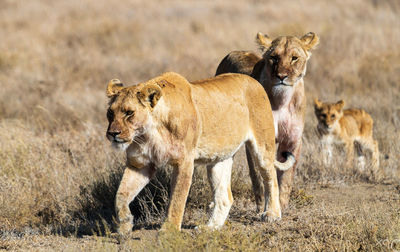 View of cats on ground