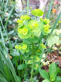 Close-up of fresh green plants