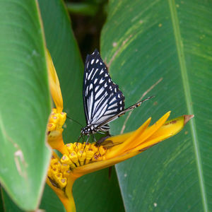 Butterfly on bird of paradise