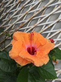 Close-up of orange flowering plant