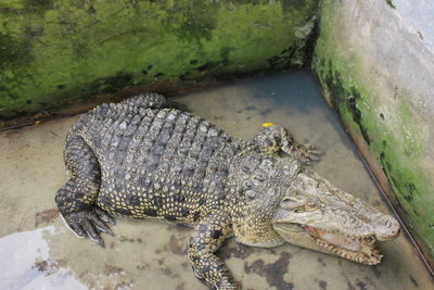 Close-up of crocodile in the crocodile cage