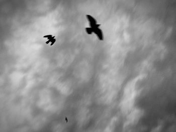 Low angle view of silhouette birds flying against sky