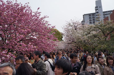 Group of people on cherry blossom