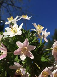 Close-up of white flowers