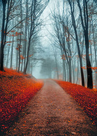 View of trees in forest during autumn