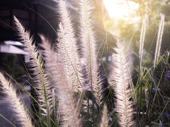 Close-up of stalks in field