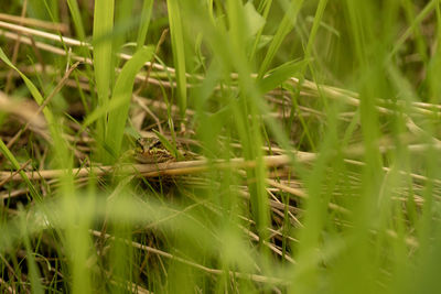 Full frame shot of grass