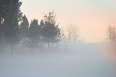 Trees on snow covered landscape against sky