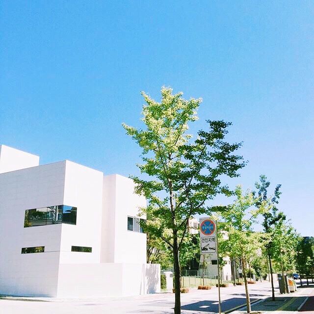 clear sky, tree, blue, building exterior, built structure, architecture, copy space, low angle view, growth, sunlight, green color, day, outdoors, no people, plant, city, building, road, nature, shadow