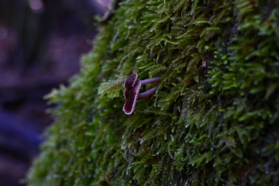Close-up of honey bee on plant