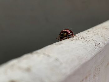 Close-up of ladybug on rock