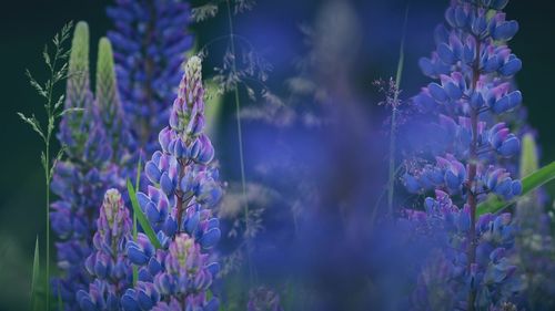 Close-up of purple flowering plants on field