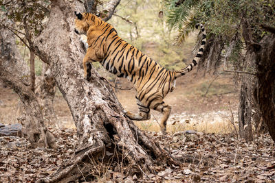 Cat in a forest