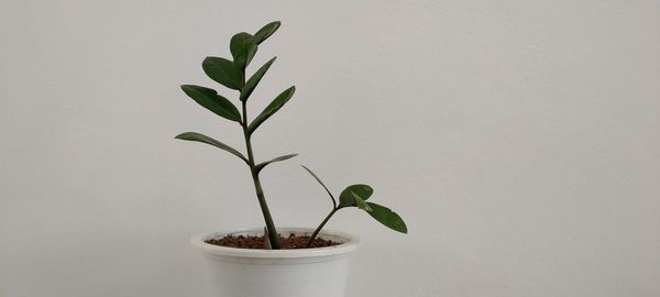 Close-up of potted plant against white wall