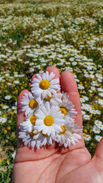 Close-up of hand holding flowering plant