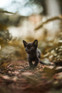 Portrait of cat on field