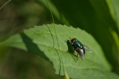 Close-up of insect on plant