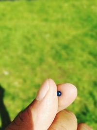 Close-up of hand holding ladybug on leaf