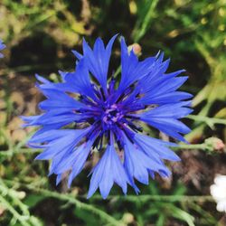 Close-up of blue flower blooming outdoors