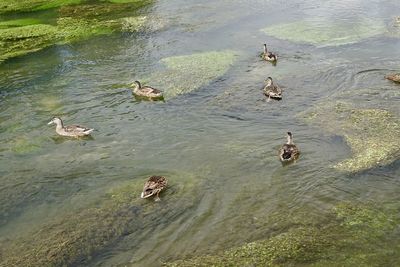 High angle view of ducks swimming in lake