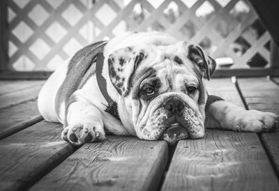 Close-up portrait of dog lying on floor