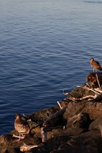 Bird on rock by water