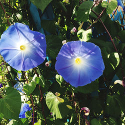 Close-up of purple flowering plant