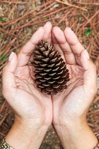 Close-up of hand holding pine cone