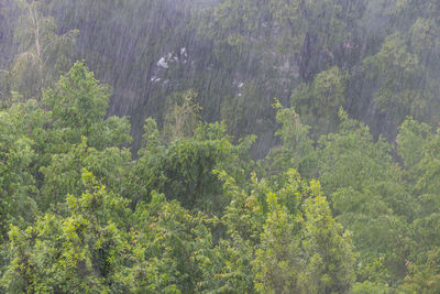 High angle view of trees during rainy season