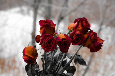 Close-up of red roses