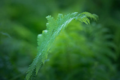 Close-up of fern leaf