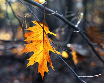 Close-up of dry maple leaves on tree