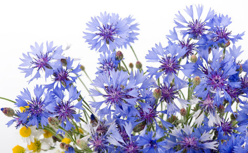 Close-up of flowers against sky