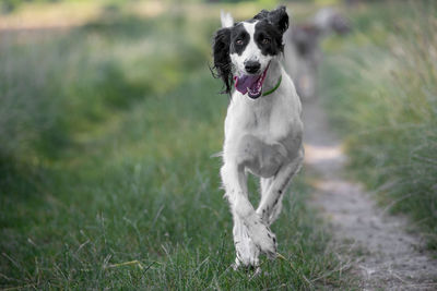 Dog on field