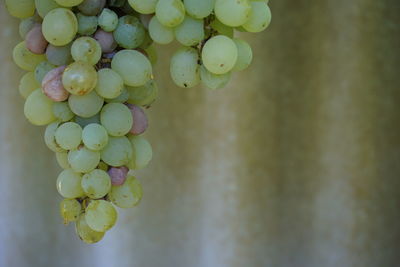 Close-up of grapes in vineyard