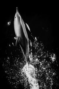 Close-up of fish swimming in sea
