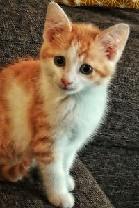 Portrait of kitten at home