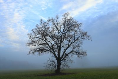 Bare tree on field against sky