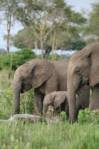 Parents with baby elephants in a field