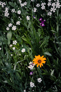 High angle view of yellow flowers blooming on field